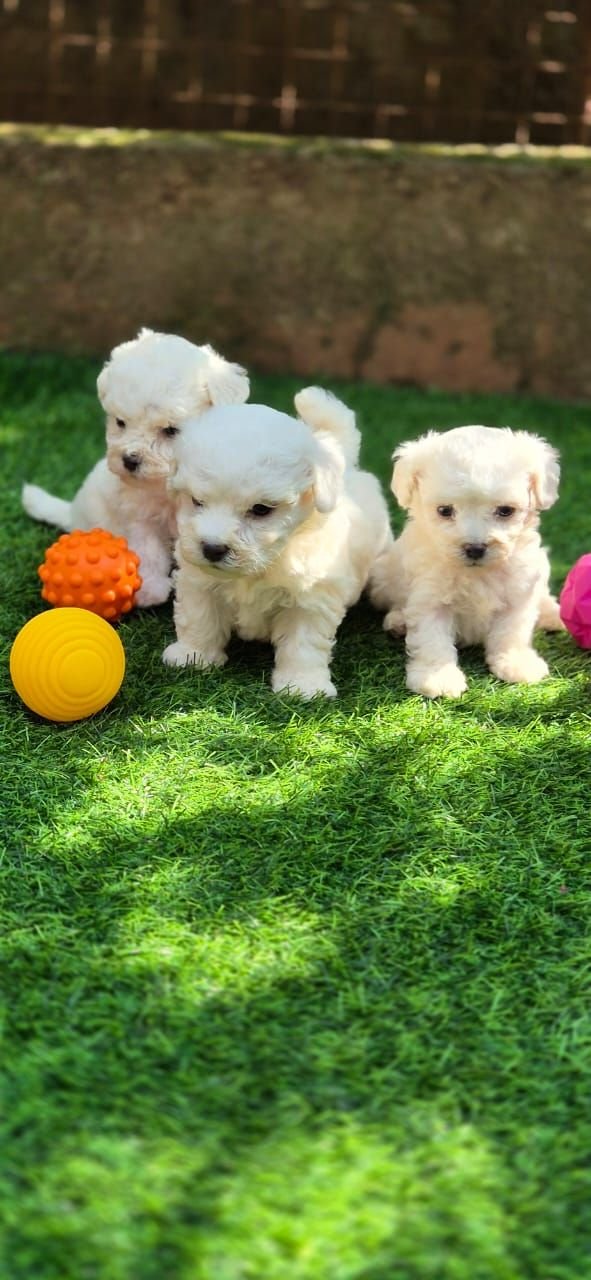 DogsIndia.com  Bichon Frise  Shade's