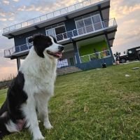 DogsIndia.com  Border Collie  Vishal