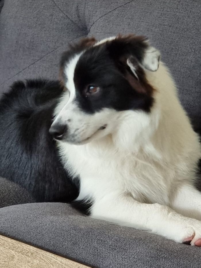 DogsIndia.com - Border Collie - Vishal