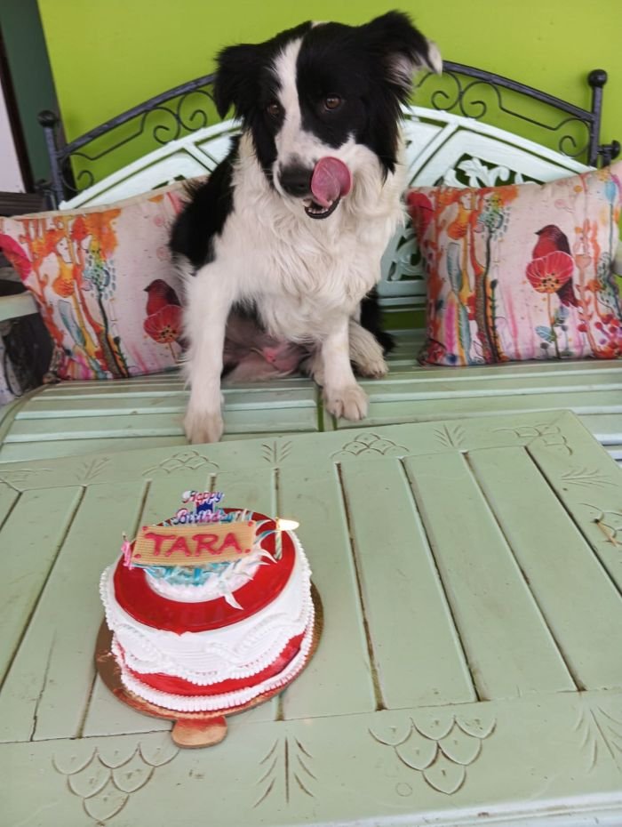 DogsIndia.com - Border Collie - Vishal