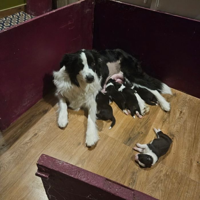 DogsIndia.com - Border Collie - Vishal