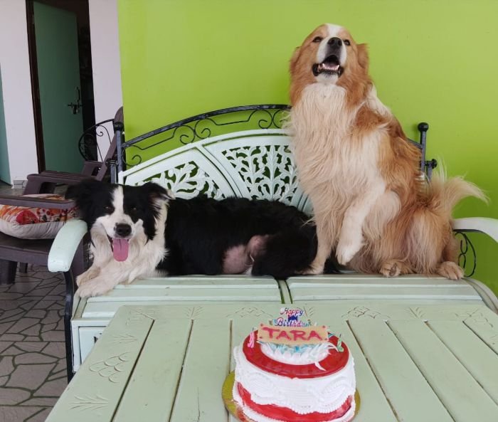 DogsIndia.com - Border Collie - Vishal
