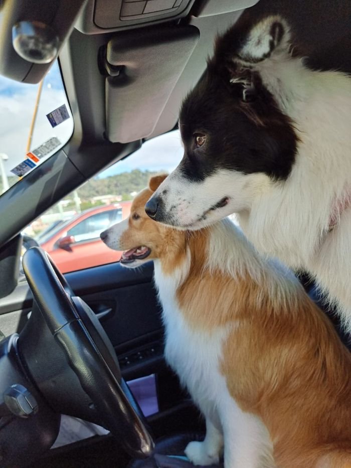 DogsIndia.com - Border Collie - Vishal