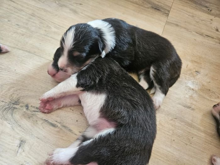 DogsIndia.com - Border Collie - Vishal