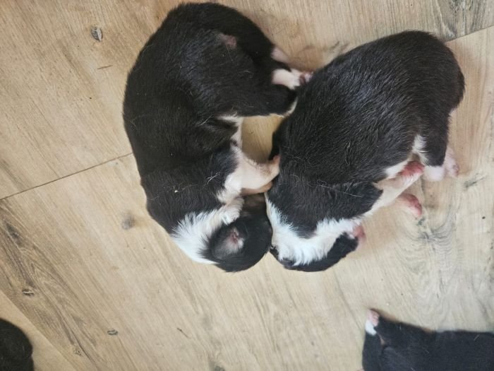 DogsIndia.com - Border Collie - Vishal