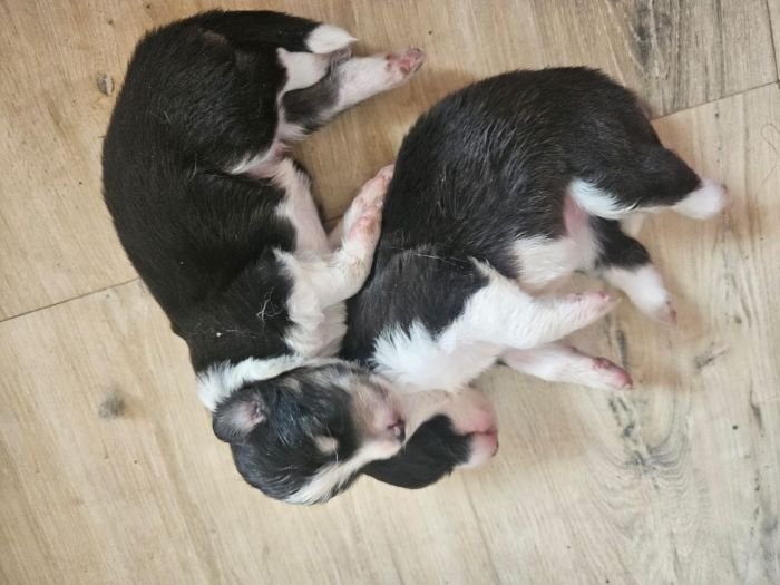 DogsIndia.com - Border Collie - Vishal