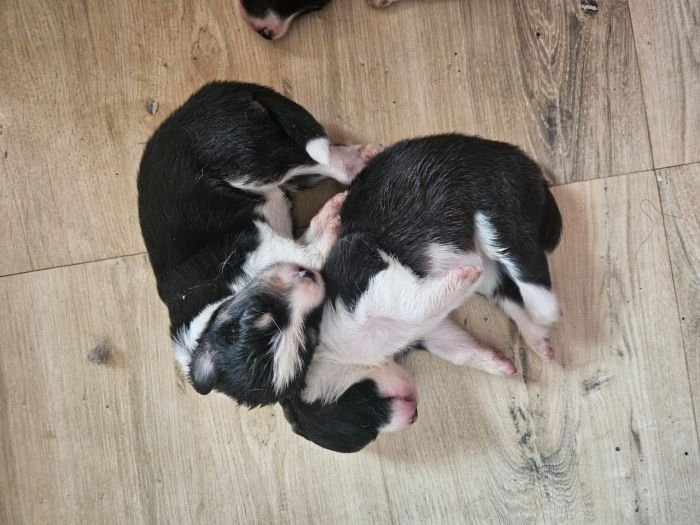 DogsIndia.com - Border Collie - Vishal