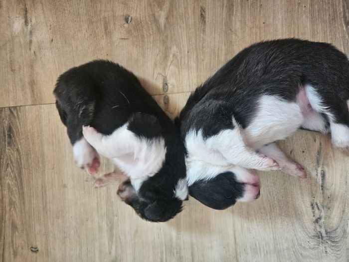 DogsIndia.com - Border Collie - Vishal