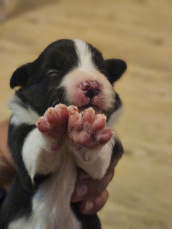 DogsIndia.com - Border Collie - Vishal