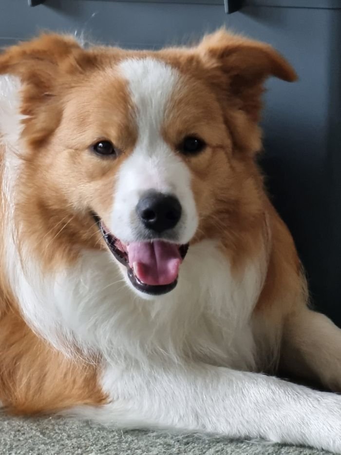 DogsIndia.com - Border Collie - Vishal