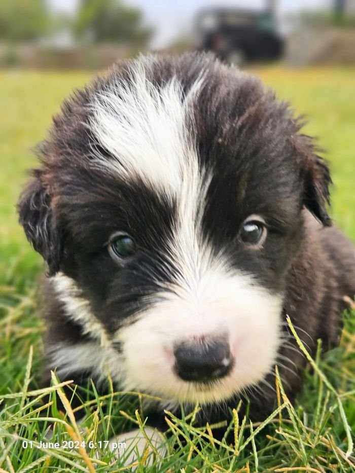 DogsIndia.com - Border Collie - Vishal