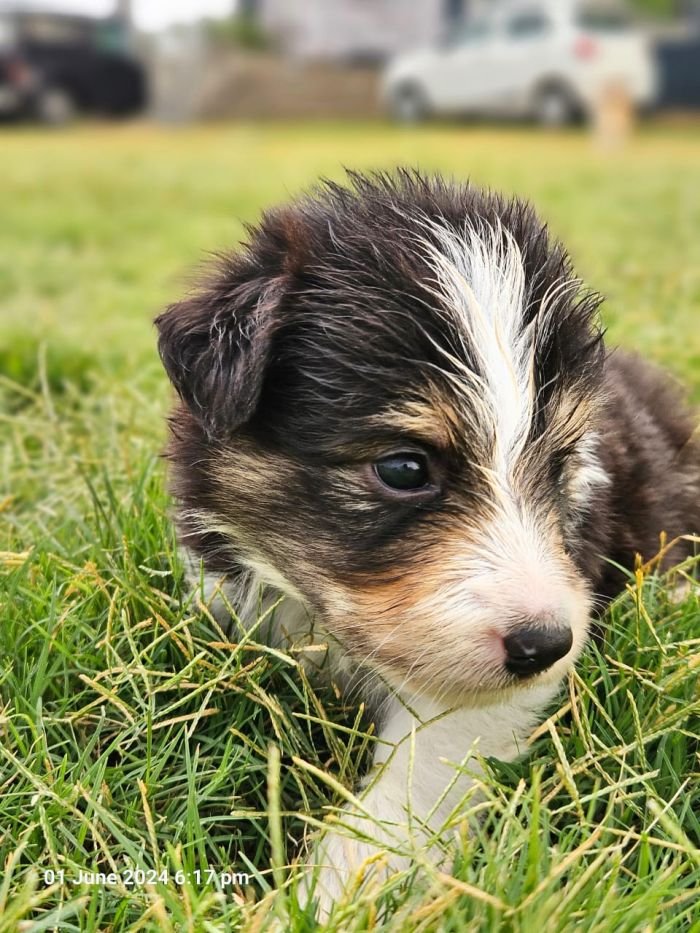 DogsIndia.com - Border Collie - Vishal