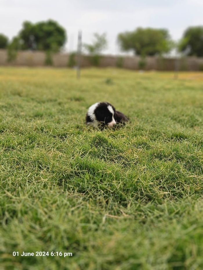 DogsIndia.com - Border Collie - Vishal