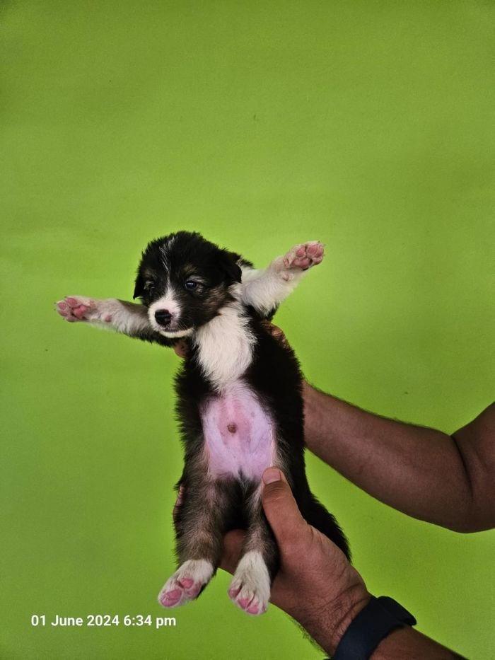 DogsIndia.com - Border Collie - Vishal
