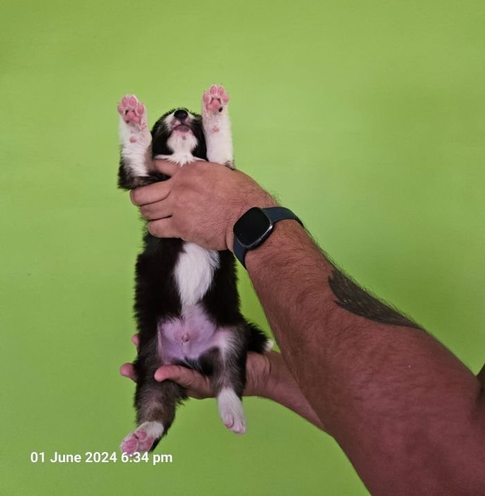 DogsIndia.com - Border Collie - Vishal