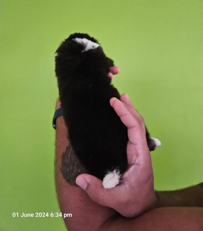 DogsIndia.com - Border Collie - Vishal