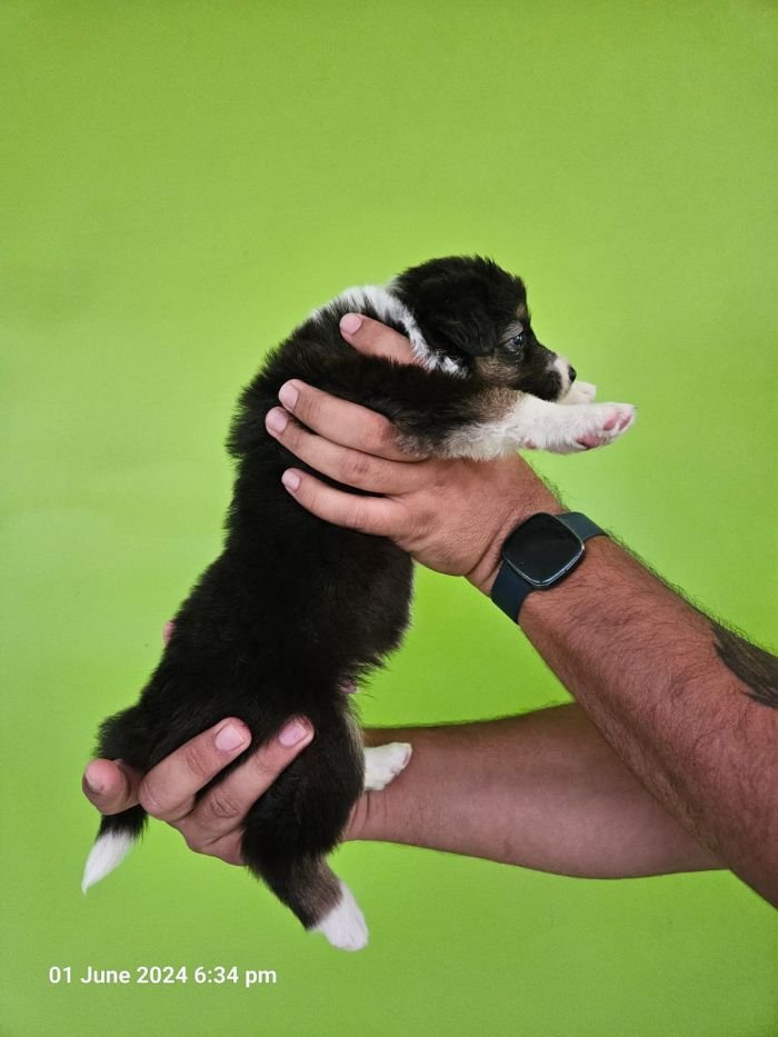 DogsIndia.com - Border Collie - Vishal