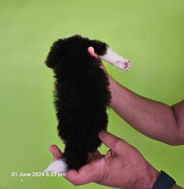 DogsIndia.com - Border Collie - Vishal