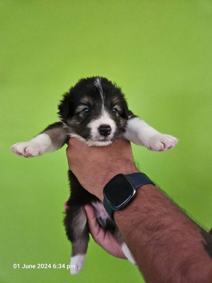 DogsIndia.com - Border Collie - Vishal