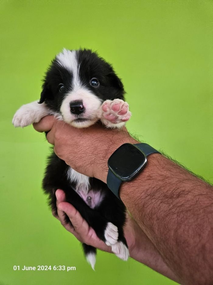 DogsIndia.com - Border Collie - Vishal
