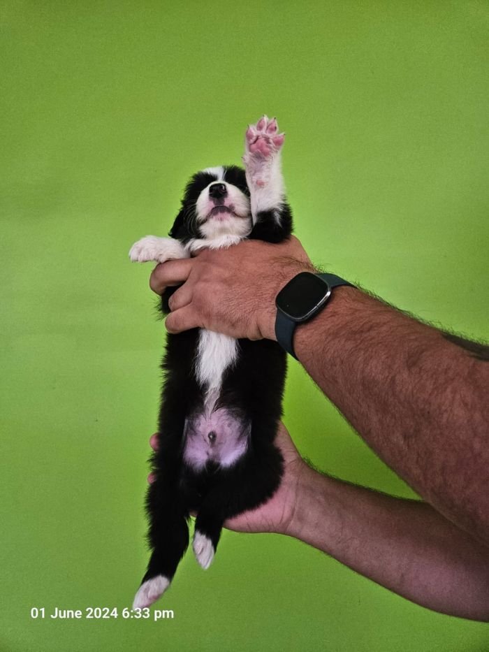 DogsIndia.com - Border Collie - Vishal