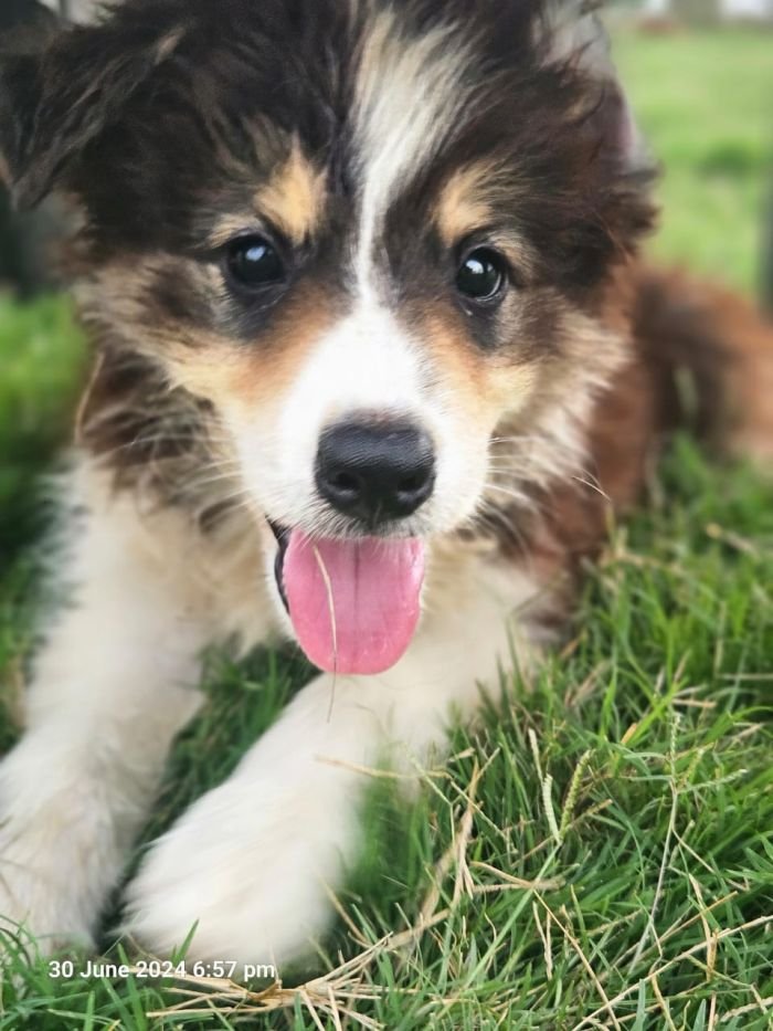 DogsIndia.com - Border Collie - Vishal