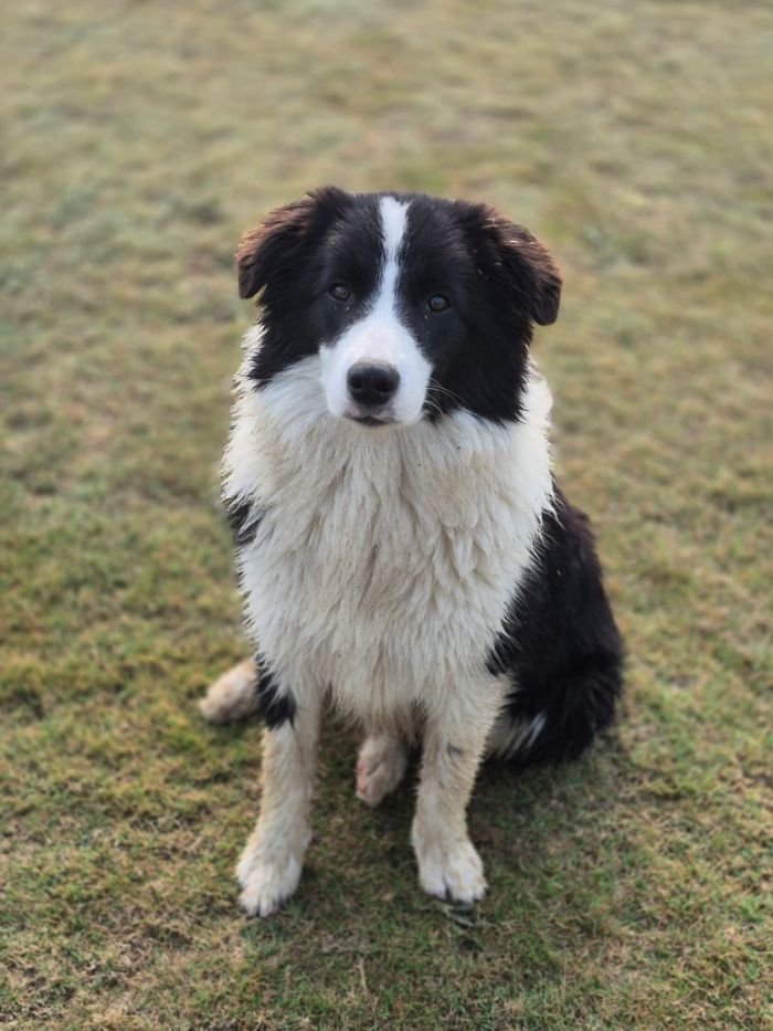 DogsIndia.com - Border Collie - Vishal