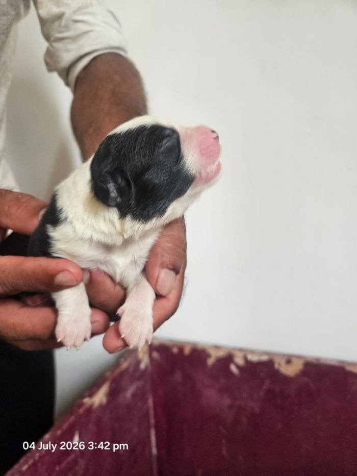 DogsIndia.com - Border Collie - Vishal