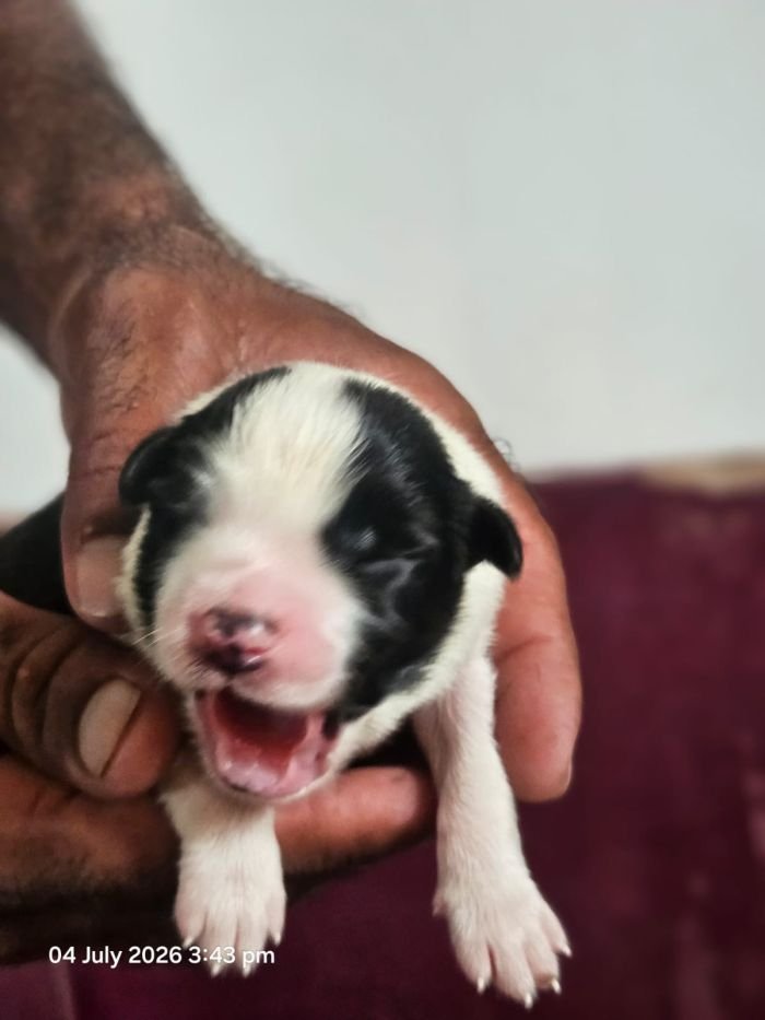 DogsIndia.com - Border Collie - Vishal