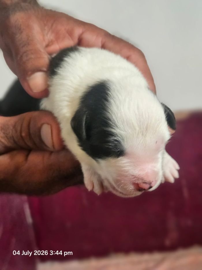 DogsIndia.com - Border Collie - Vishal