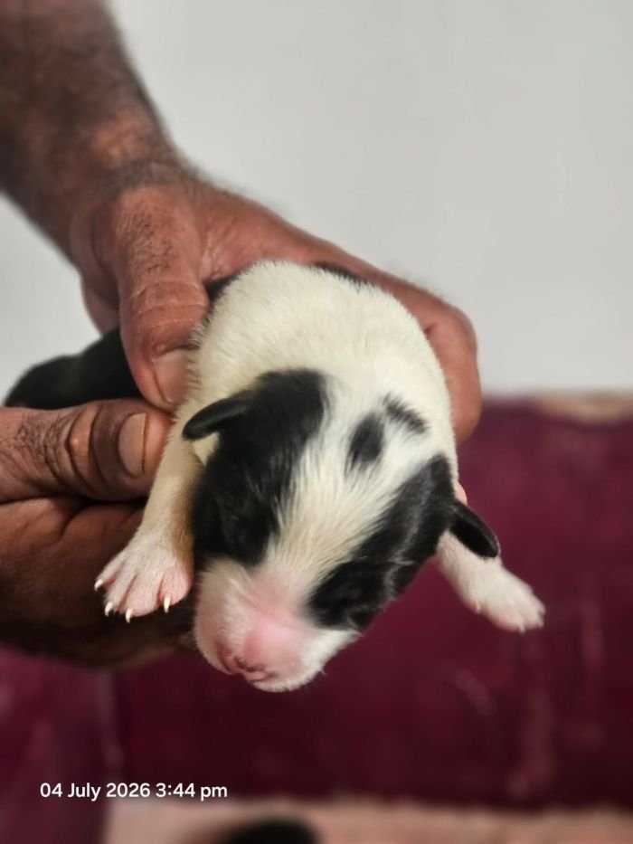 DogsIndia.com - Border Collie - Vishal