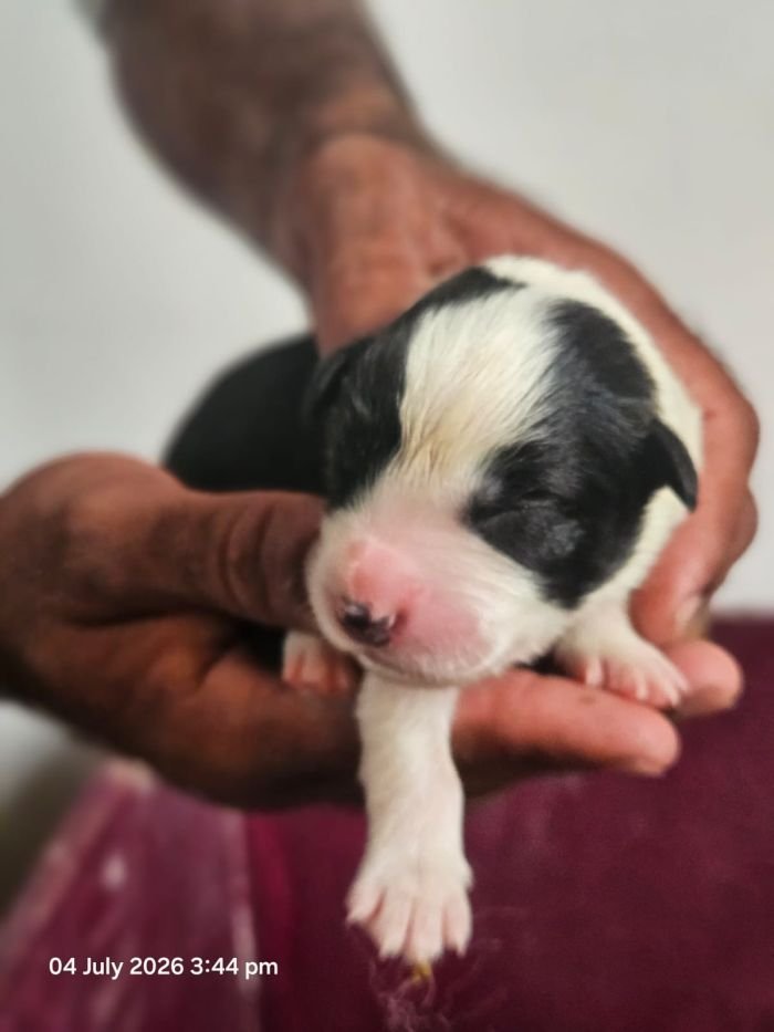 DogsIndia.com - Border Collie - Vishal