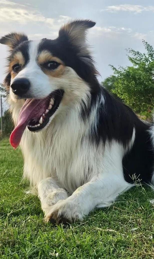 DogsIndia.com - Border Collie - Vishal