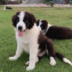 DogsIndia.com - Border Collie - Vishal