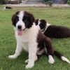 DogsIndia.com - Border Collie - Vishal