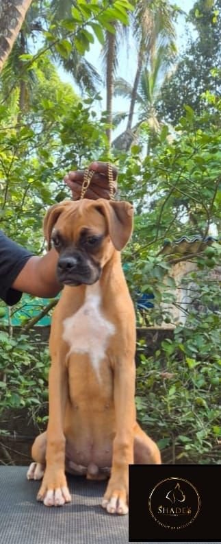 DogsIndia.com - Boxer - Shade's Boxers - Derick