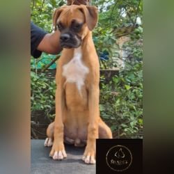 DogsIndia.com - Boxer - Shade's Boxers - Derick