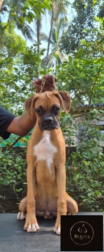 DogsIndia.com - Boxer - Shade's Boxers - Derick