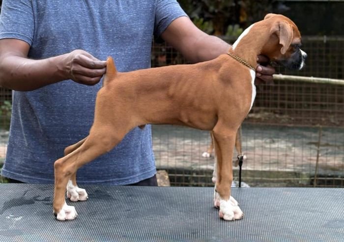 DogsIndia.com - Boxer - Shade's Boxers - Derick