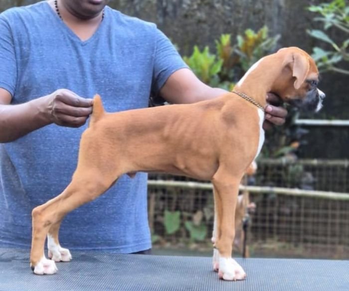 DogsIndia.com - Boxer - Shade's Boxers - Derick