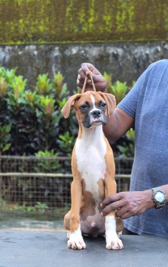 DogsIndia.com - Boxer - Shade's Boxers - Derick
