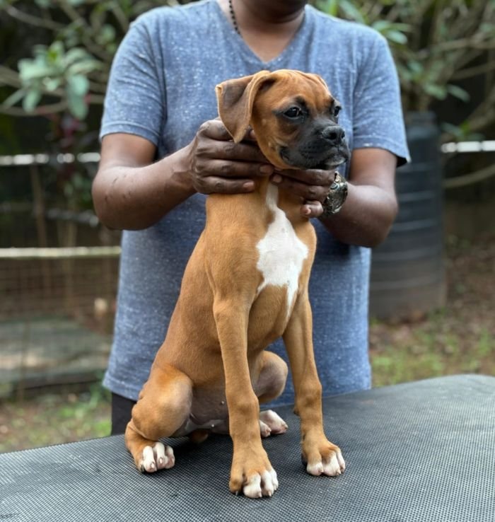 DogsIndia.com - Boxer - Shade's Boxers - Derick