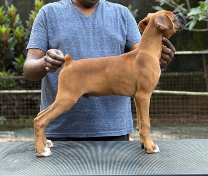 DogsIndia.com - Boxer - Shade's Boxers - Derick