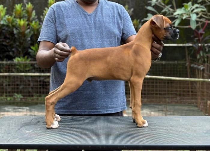 DogsIndia.com - Boxer - Shade's Boxers - Derick