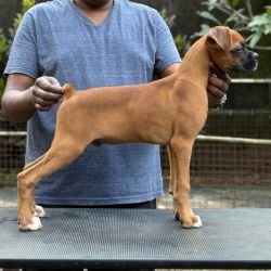 DogsIndia.com - Boxer - Shade's Boxers - Derick