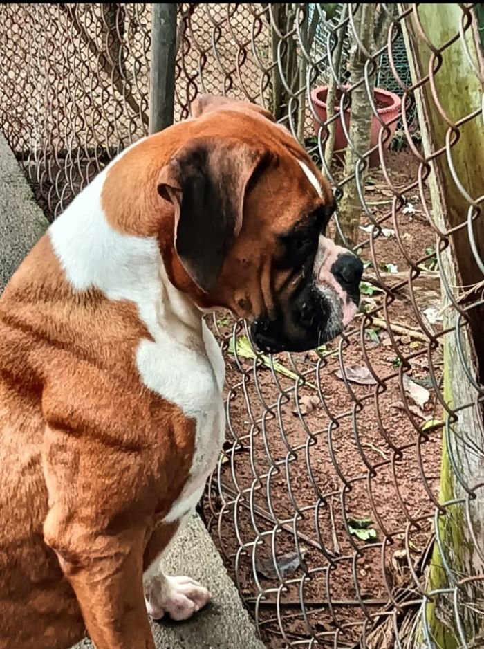 DogsIndia.com - Boxer - Derick - Shade's