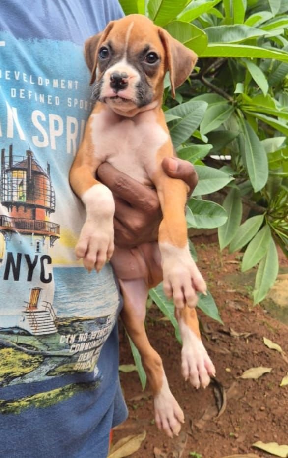DogsIndia.com - Boxer - Derick - Shade's
