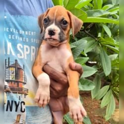 DogsIndia.com - Boxer - Derick - Shade's