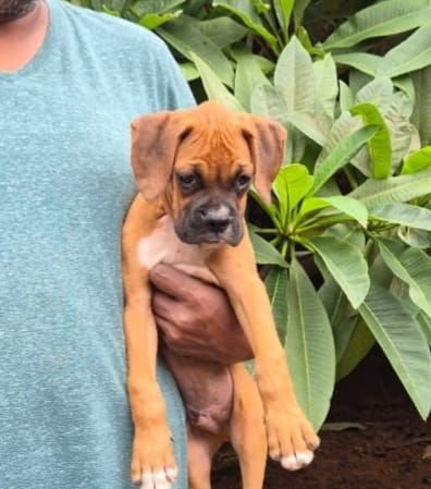 DogsIndia.com - Boxer - Derick - Shade's