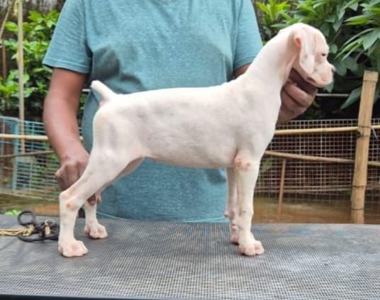 DogsIndia.com - Boxer - Derick - Shade's